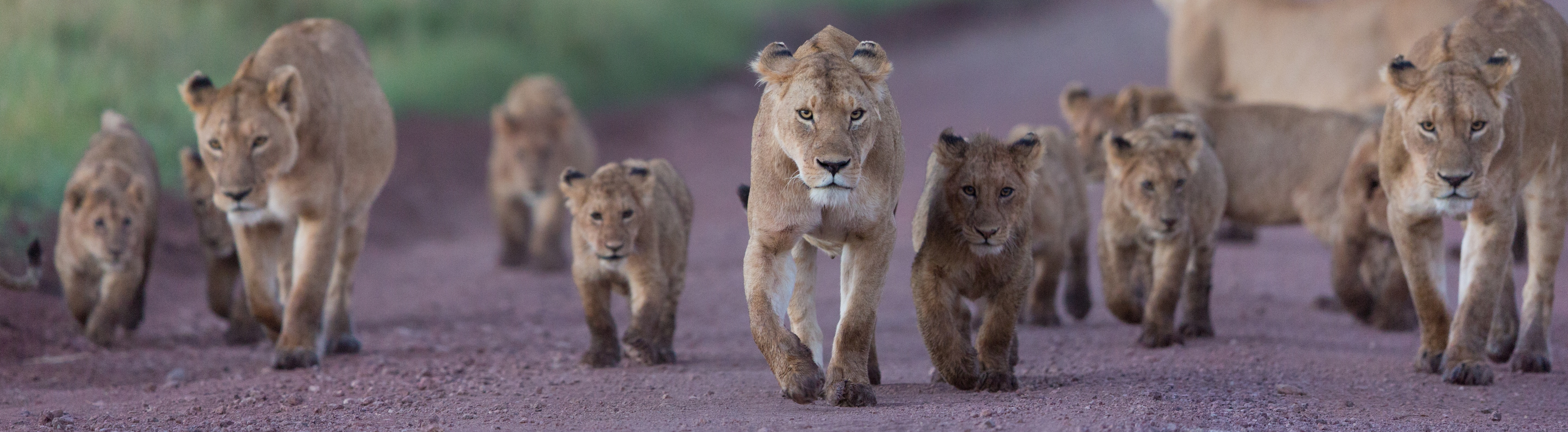 A pride of lions walks down a dirt road