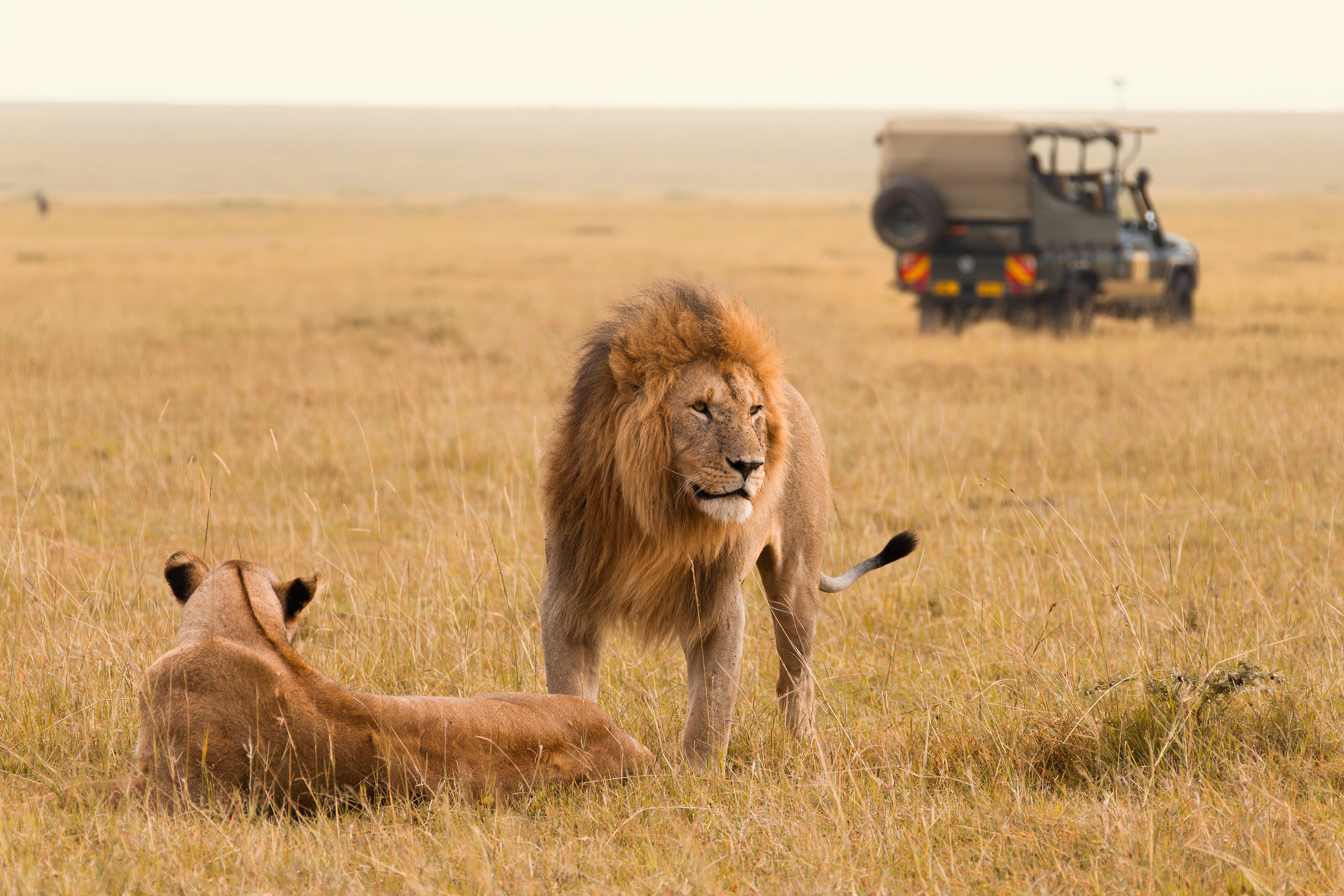 A female lion lies next to a standing male lion with a safari vehicle in the distant background