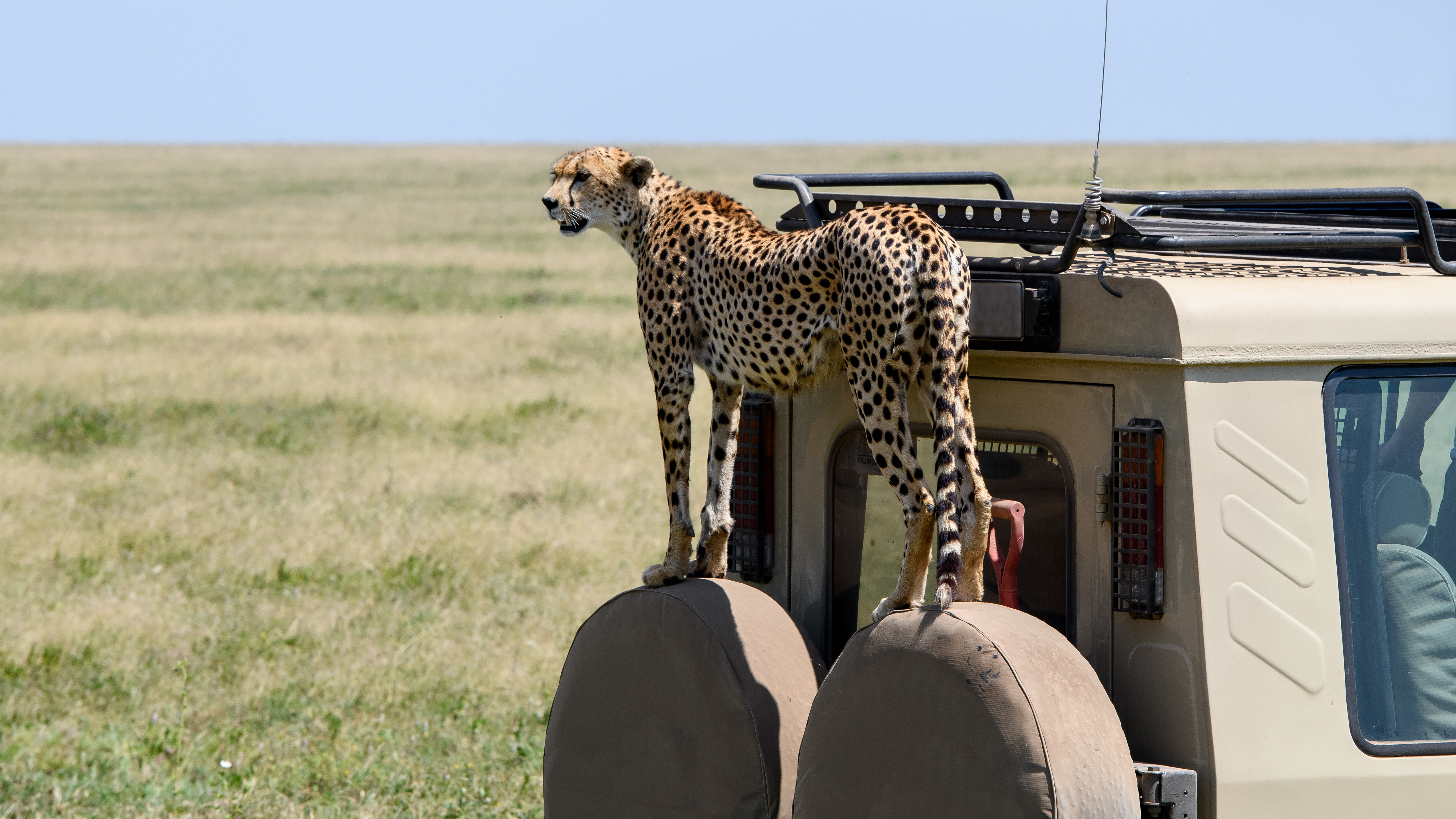 A cheetah stands perched on the spare tires mounted on the back of a safari landcruiser