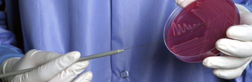 Medical Laboratory Sciences