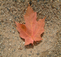 Fall Beach bum Maple Leaf