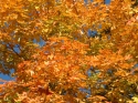 Fall Maple Cluster