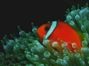 Under Sea ClownFish
