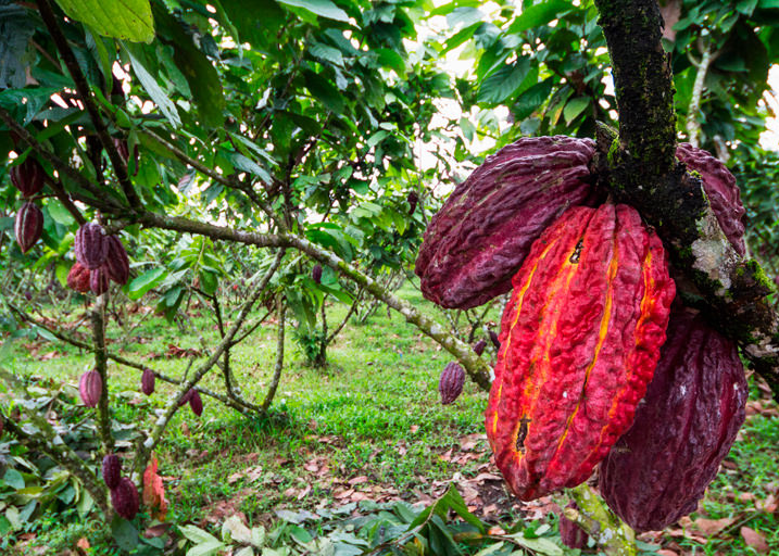 Cacao growing on a trea