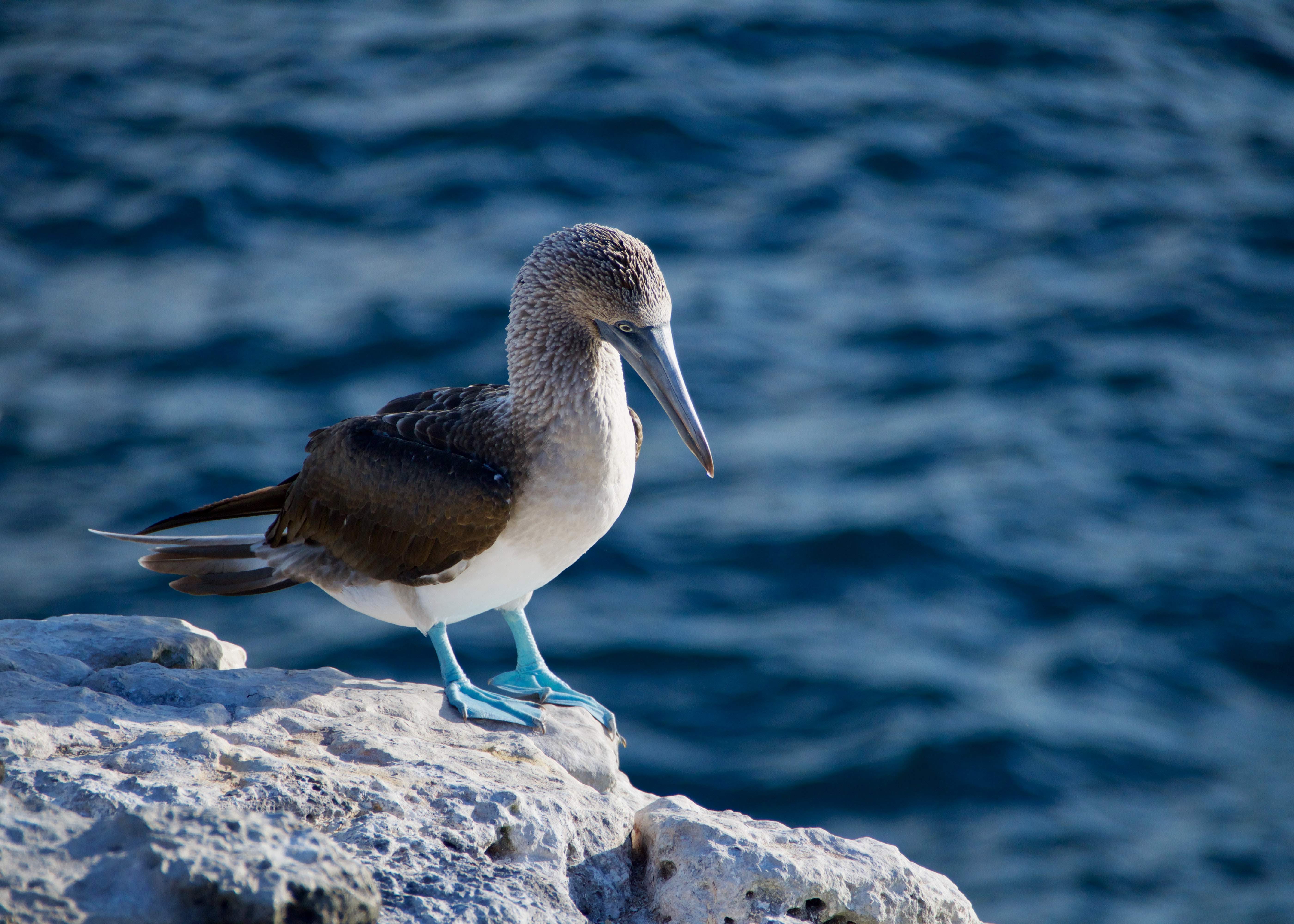 Blue Footed Booobie bird standing on a rock over the ocean