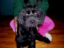Doggie