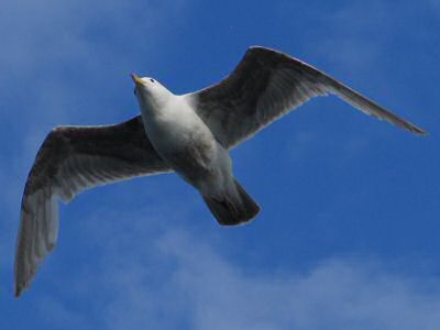 The Seabird Ecology Team is an interdisciplinary group of biologists and mathematicians. We study the dynamics of the distribution and behavior of marine birds and mammals. The Team includes faculty, graduate students, and undergraduate students from Andrews University, the University of Arizona, and Walla Walla College. Our methodology utilizes mathematical models, dynamical systems theory, statistics, field observations, and experiments. Much of our field work is based at the Walla Walla College Marine Station at Rosario Beach. 