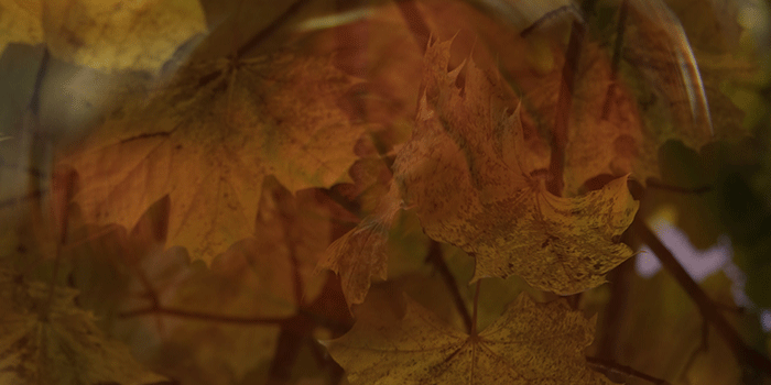 Nature Photography 2