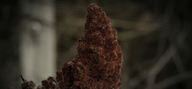 Nature Photography 3