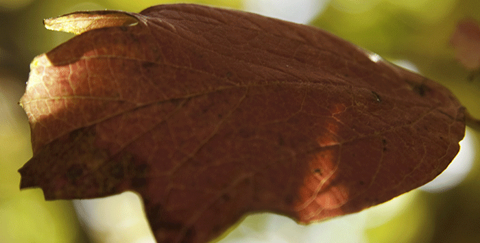 Nature Photography 4