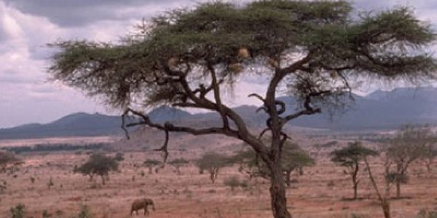kenya