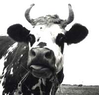 warbling bovines face
