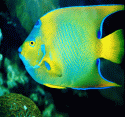 AngelFish