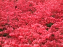 Fall Cardinal Bush