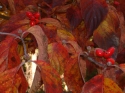 Fall Dogwood Berries