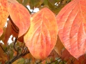 Fall Dogwood Leaves