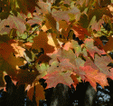 Fall Maple Leaves