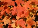 Fall Sugar Maple Leaves