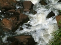 Iguazu and Egret