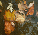 Leaves on Water