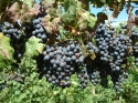 Michigan Grapes