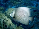 Undersea Gray Angelfish