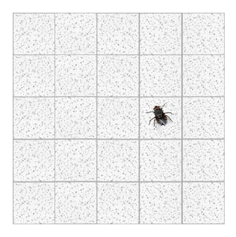 Fly on a tile ceiling