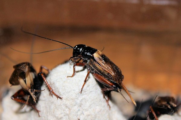 field cricket