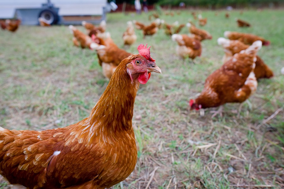 Chicken farm