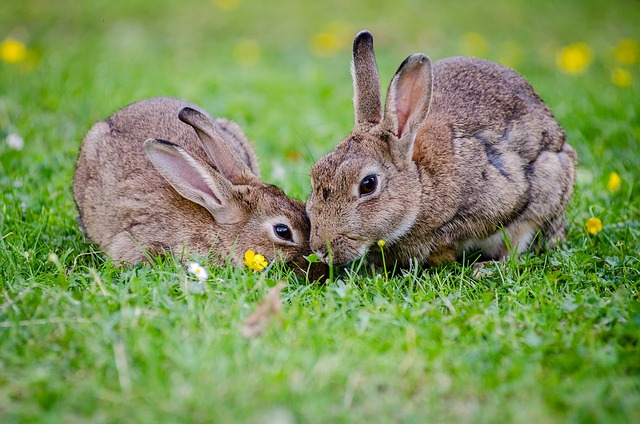 Bunnies eating grass