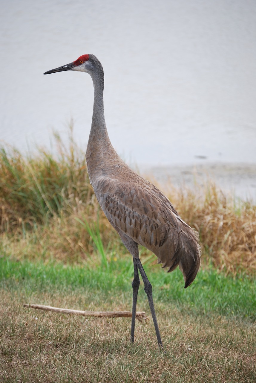 Sandhill Cranes