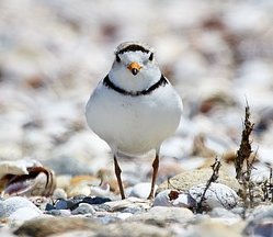 Piping plover