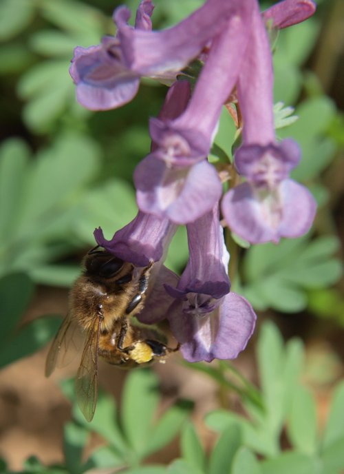 Bee on flower