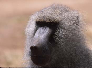 Baboon