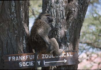 BaboonSign