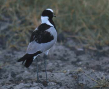 BlacksmithPlover