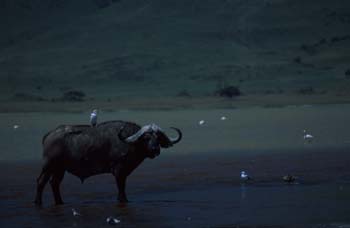 CapeBuffalo