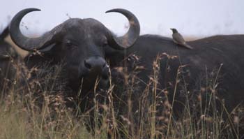 CapeBuffalo2