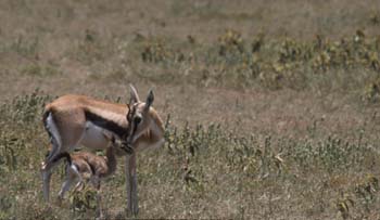 GazelleMomandBaby