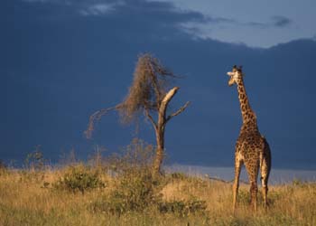Giraffe