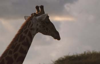 Giraffe2