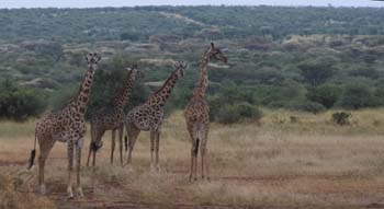 GiraffeHerd