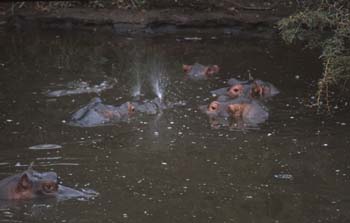 Hippos