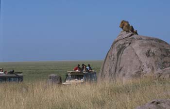 LionOnRockFar