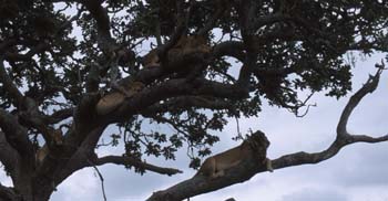 LionTree