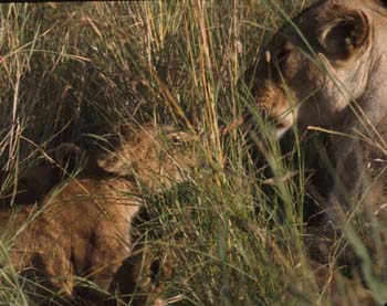 LionTugWar