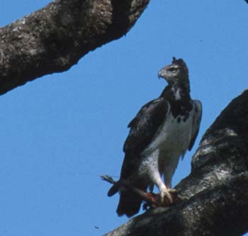 MartialEagle