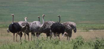Ostriches