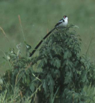PinTailWhydah