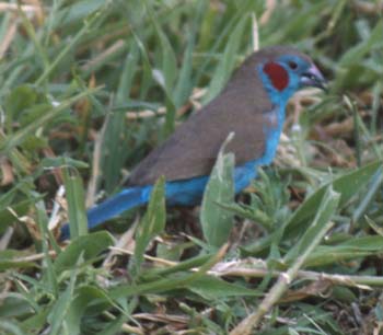RedCheekedCordonbleu